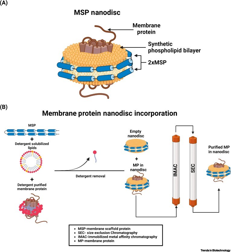 Nanodisc for membrane protein purification