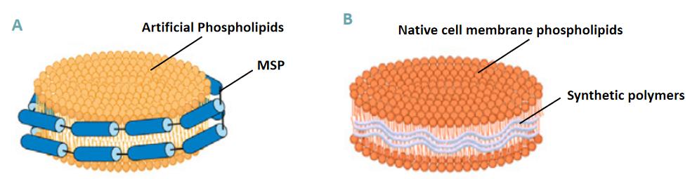 Fig. 2. Structure of (A) MSP nanodiscs and (B) synthetic nanodiscs.