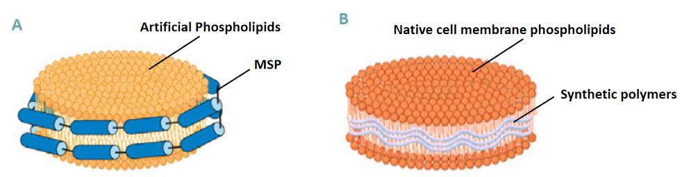 Fig. 2. Structure of (A) MSP nanodiscs and (B) synthetic nanodiscs.