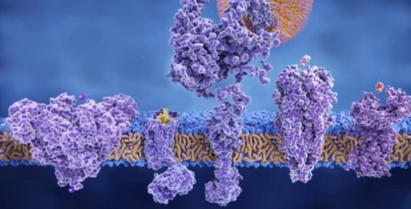 Fig. 2. Structure of (A) MSP nanodiscs and (B) synthetic nanodiscs.